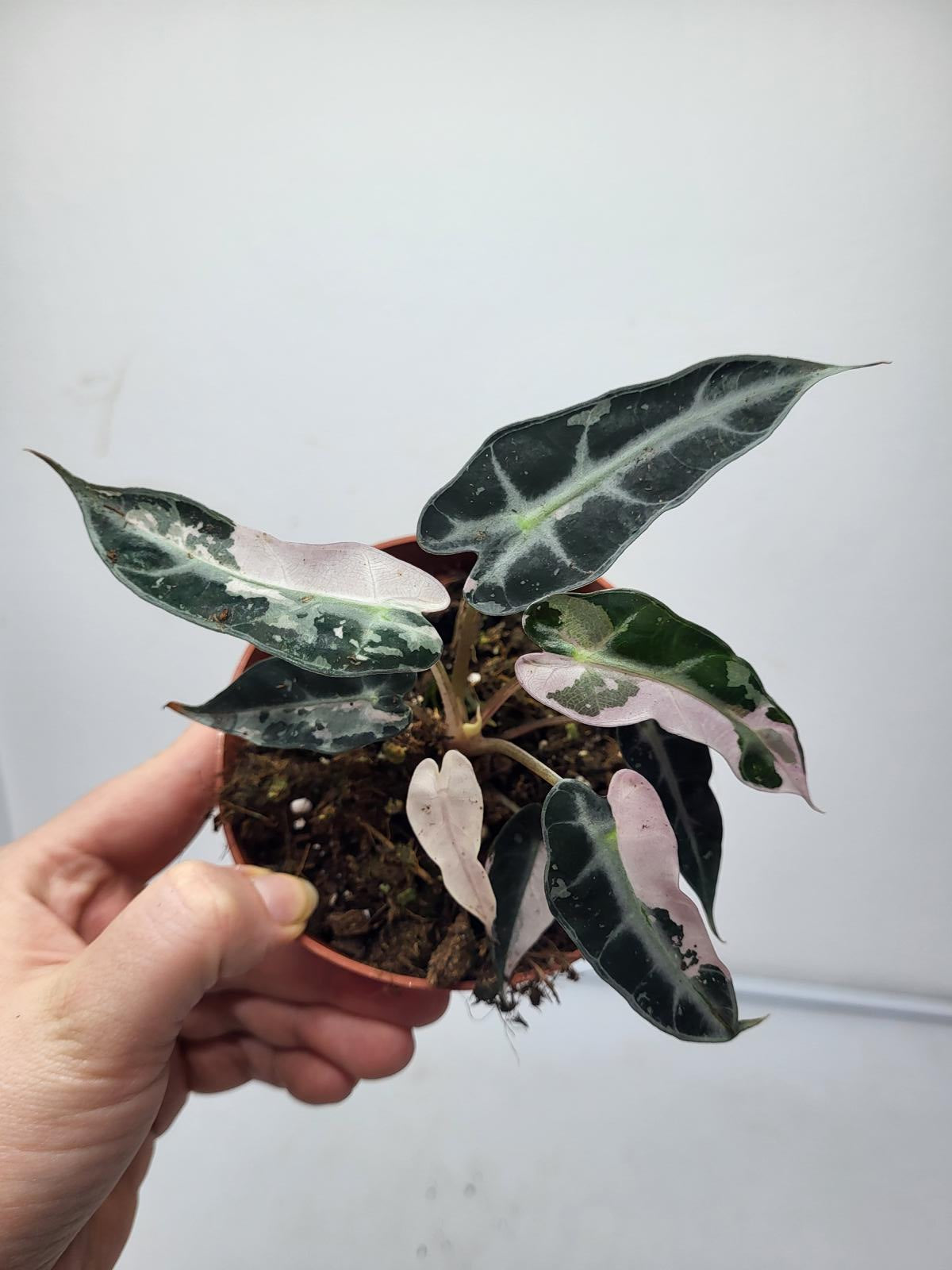 Alocasia Polly Pink Variegata