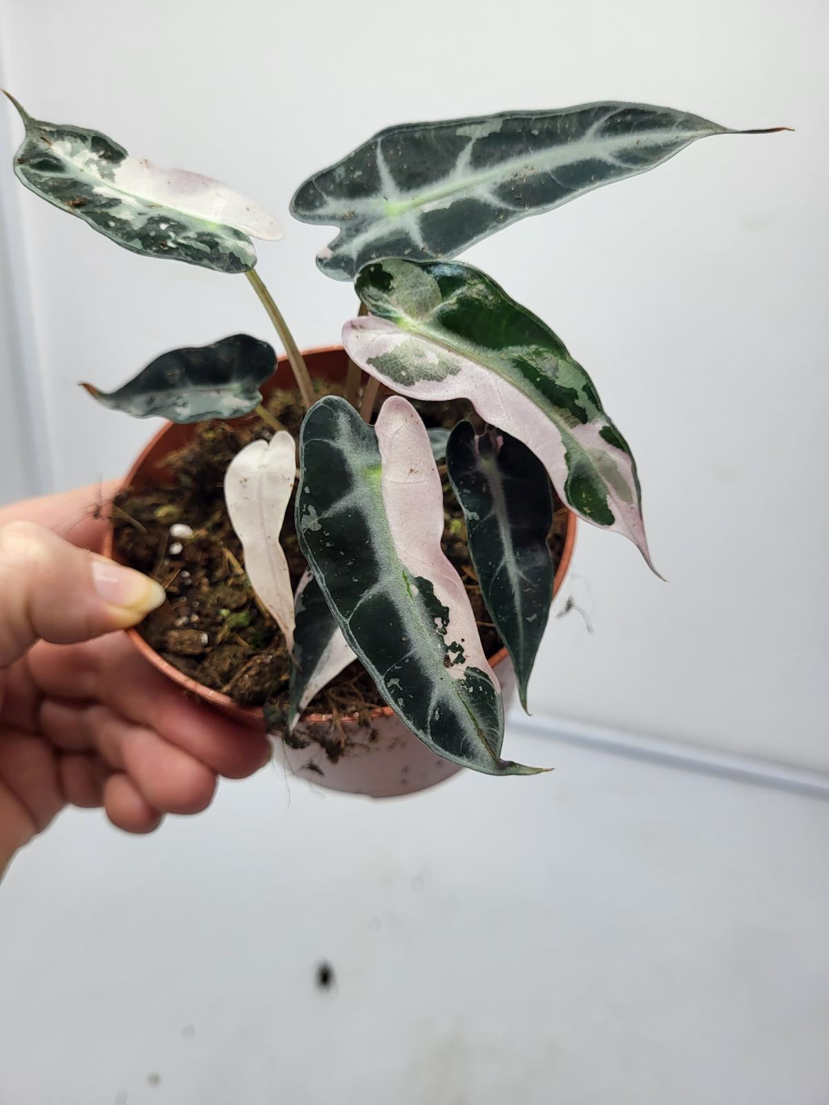 Alocasia Polly Pink Variegata