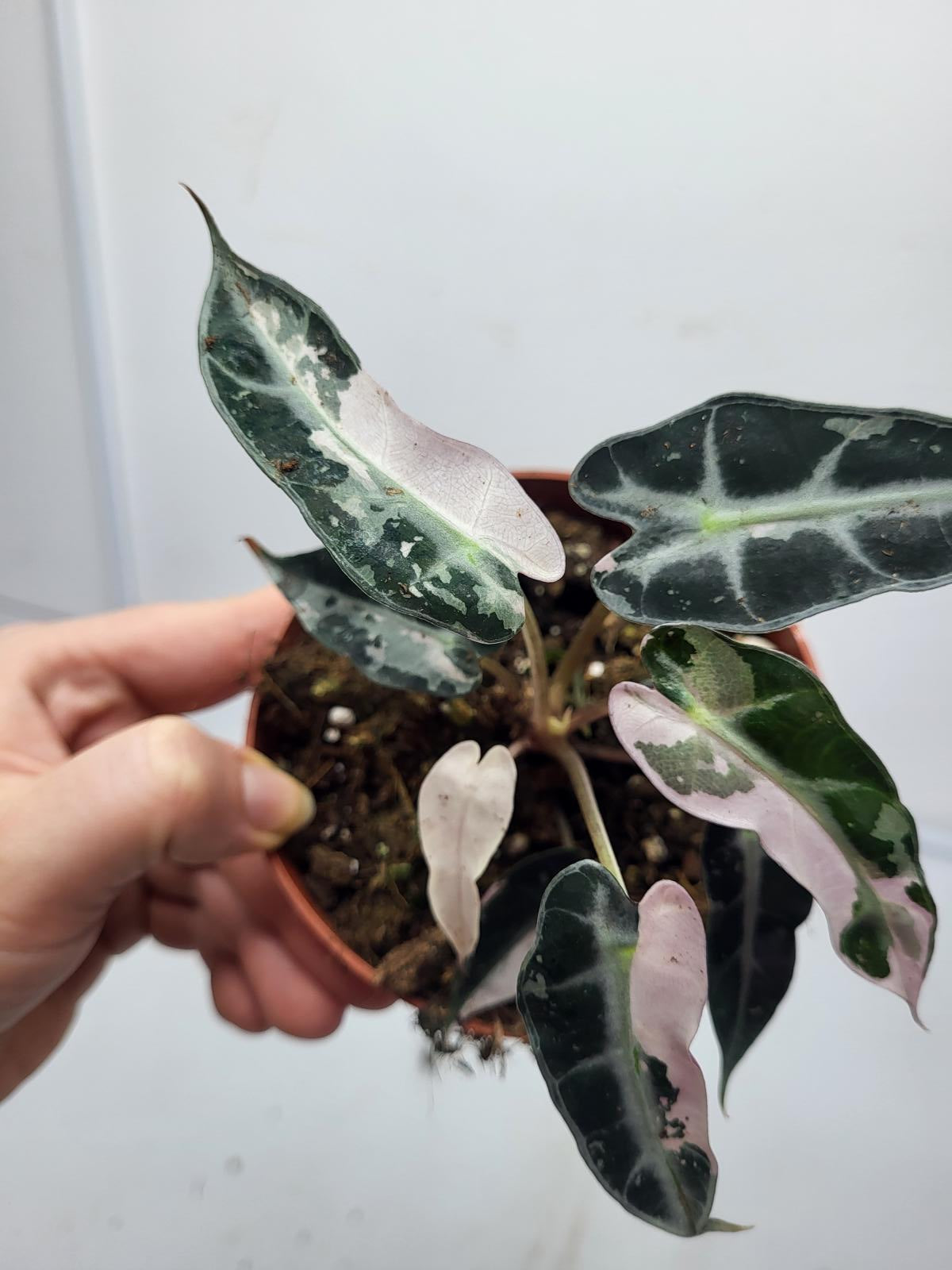 Alocasia Polly Pink Variegata