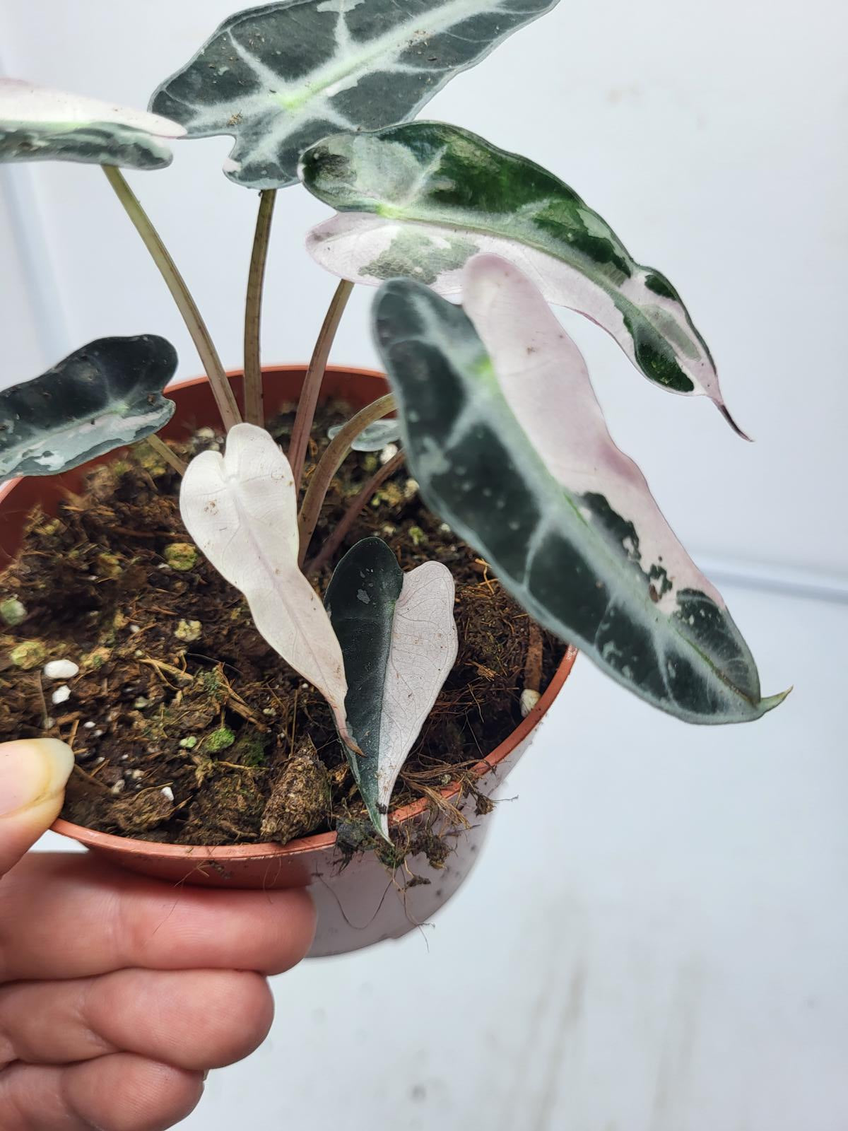 Alocasia Polly Pink Variegata