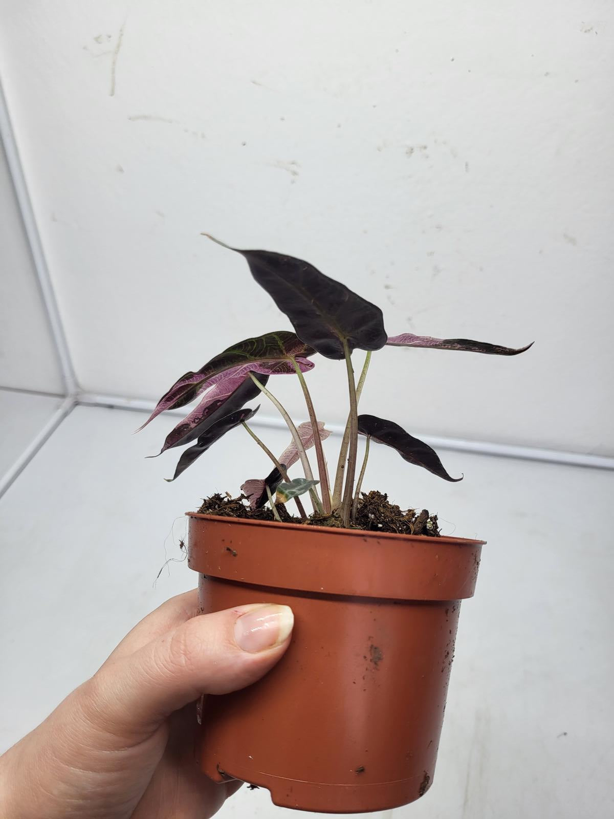 Alocasia Polly Pink Variegata