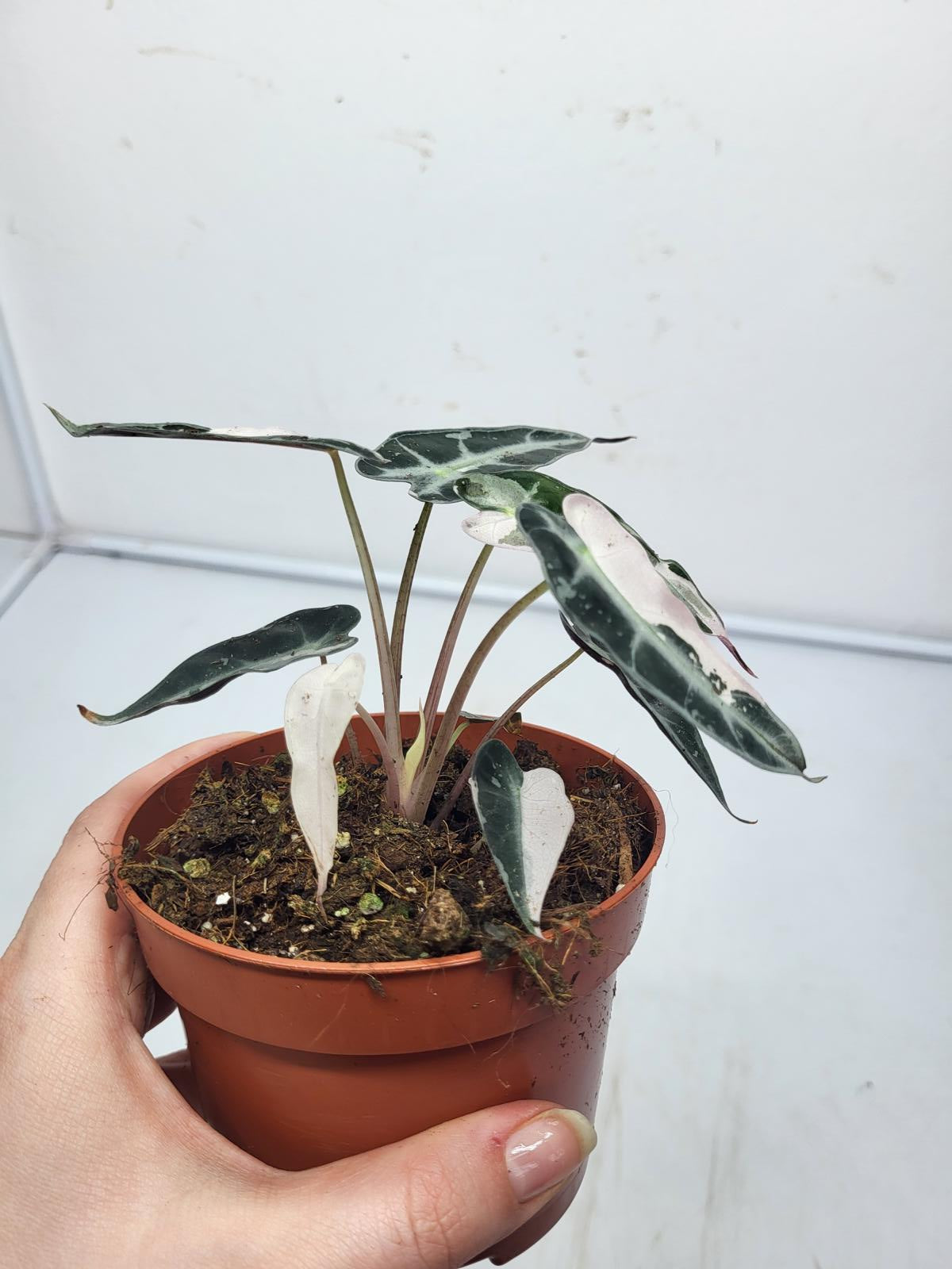 Alocasia Polly Pink Variegata