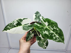 Alocasia Frydek Variegata