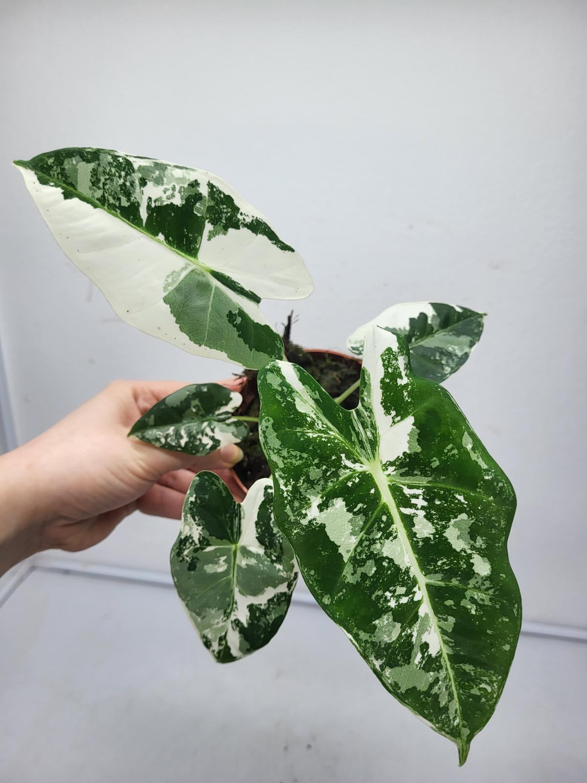 Alocasia Frydek Variegata