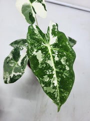 Alocasia Frydek Variegata