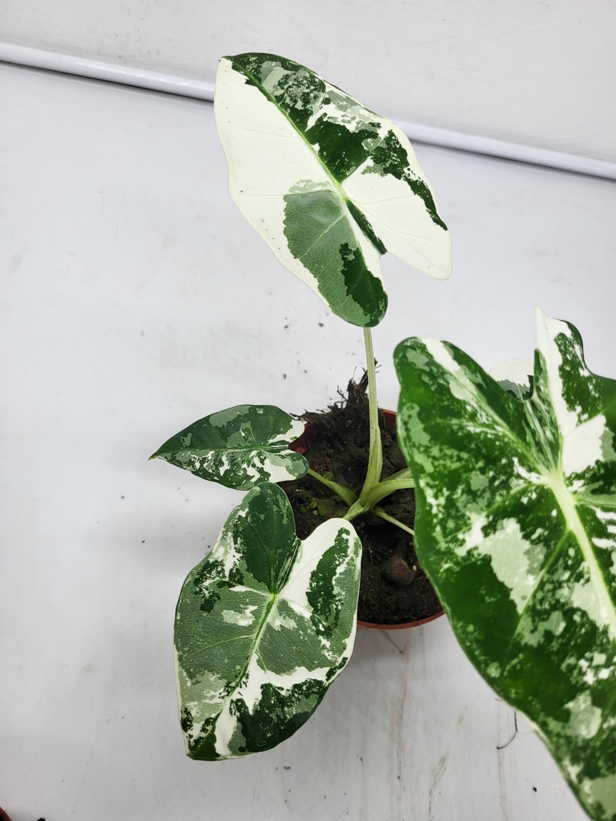 Alocasia Frydek Variegata