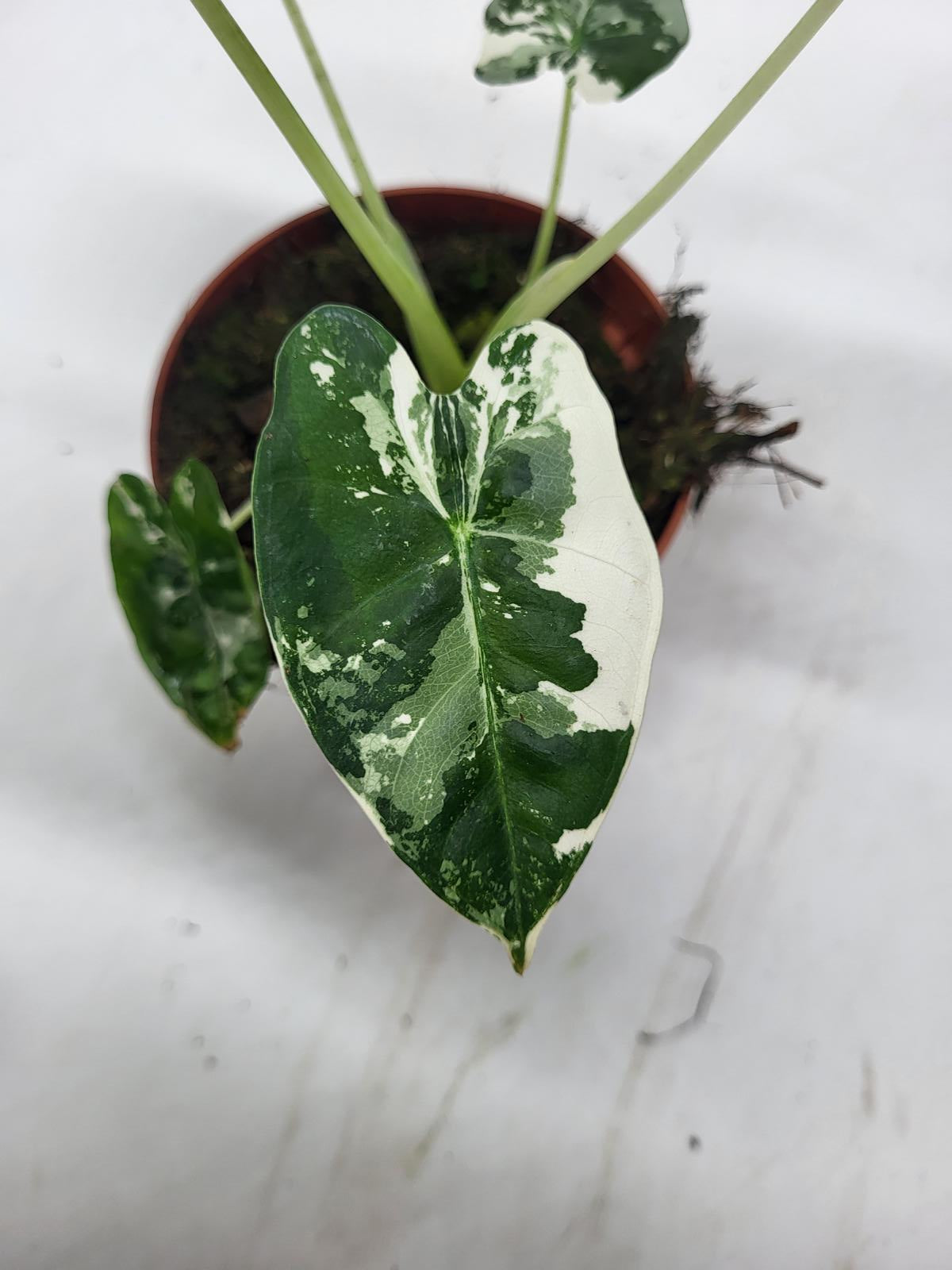 Alocasia Frydek Variegata