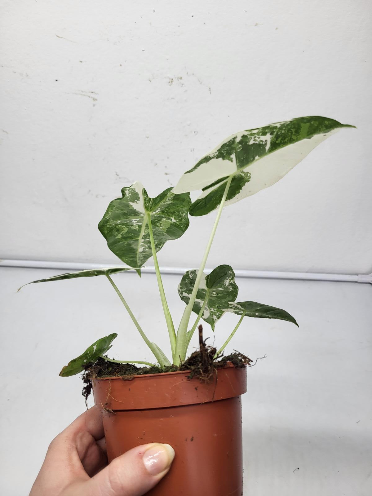 Alocasia Frydek Variegata