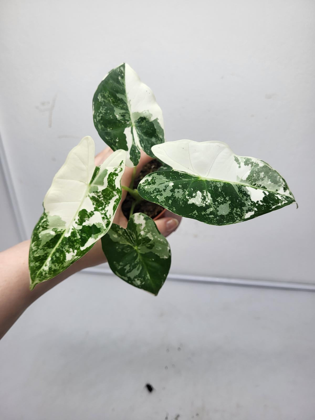 Alocasia Frydek Variegata