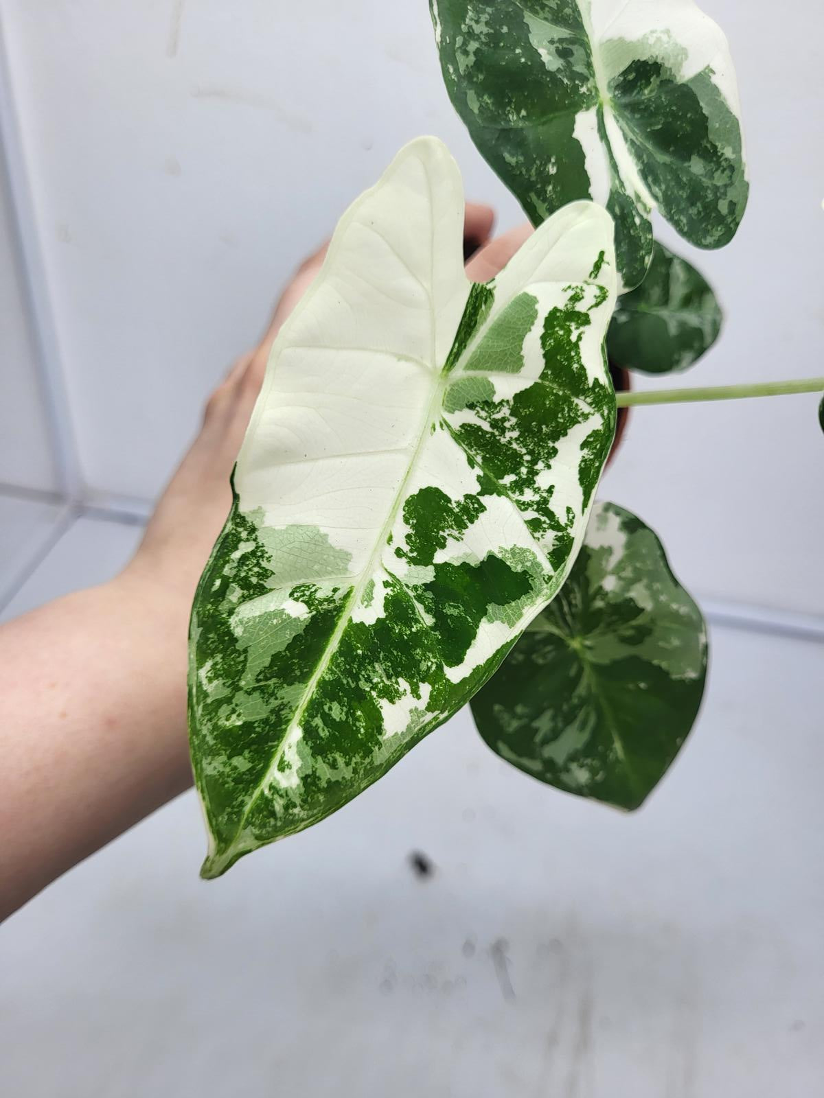 Alocasia Frydek Variegata