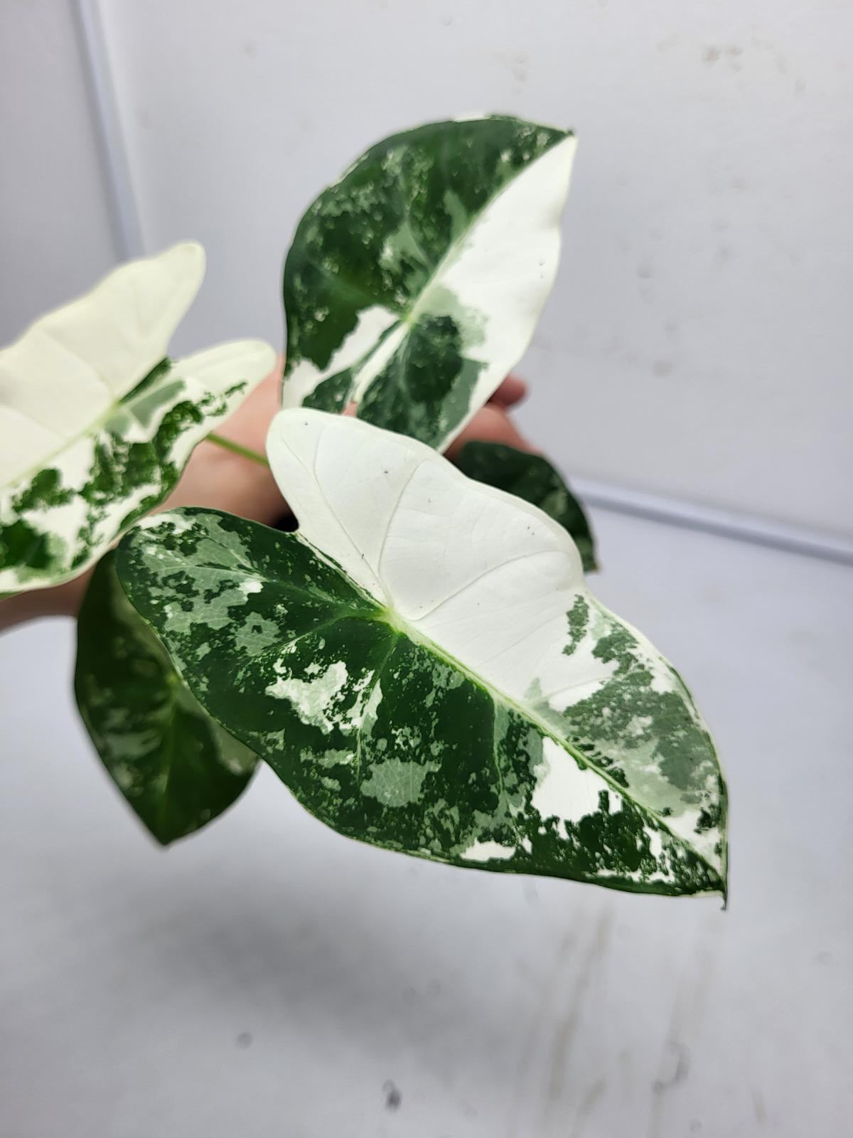 Alocasia Frydek Variegata