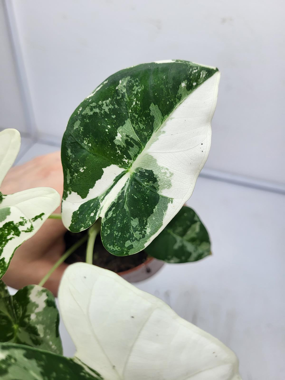 Alocasia Frydek Variegata