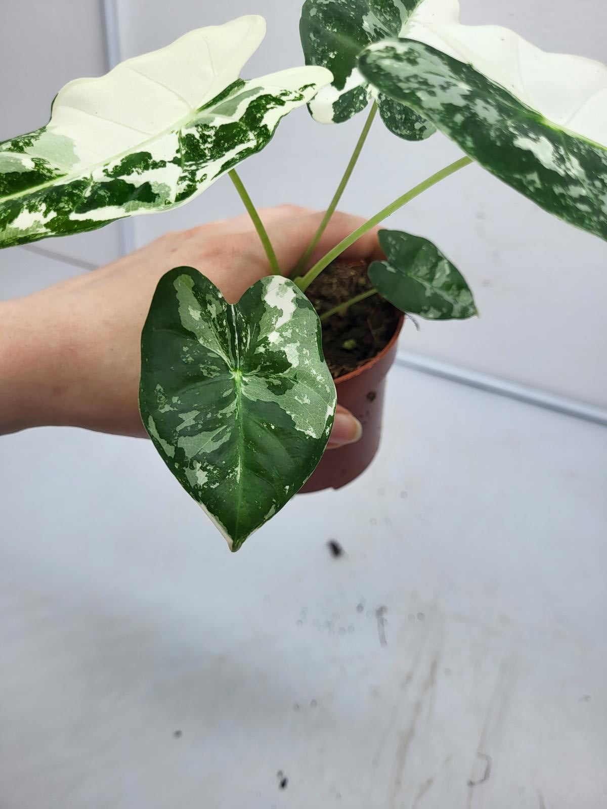 Alocasia Frydek Variegata