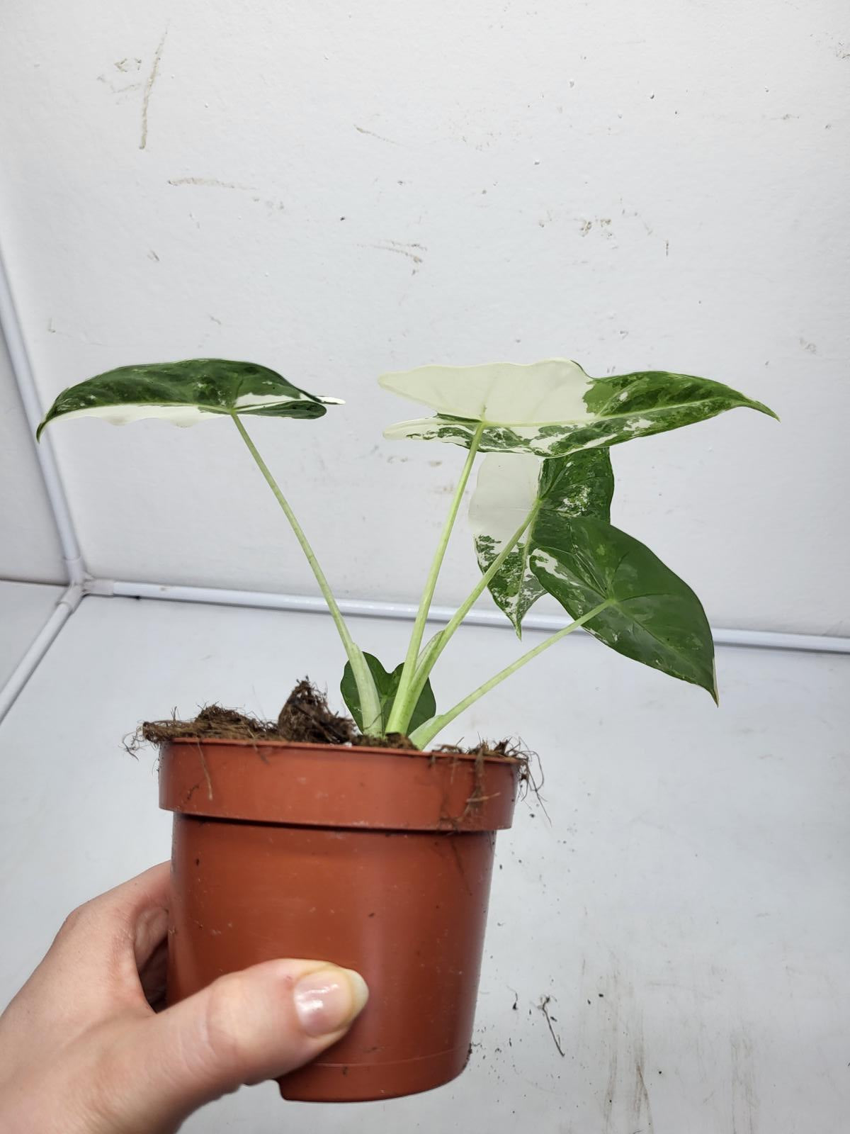 Alocasia Frydek Variegata