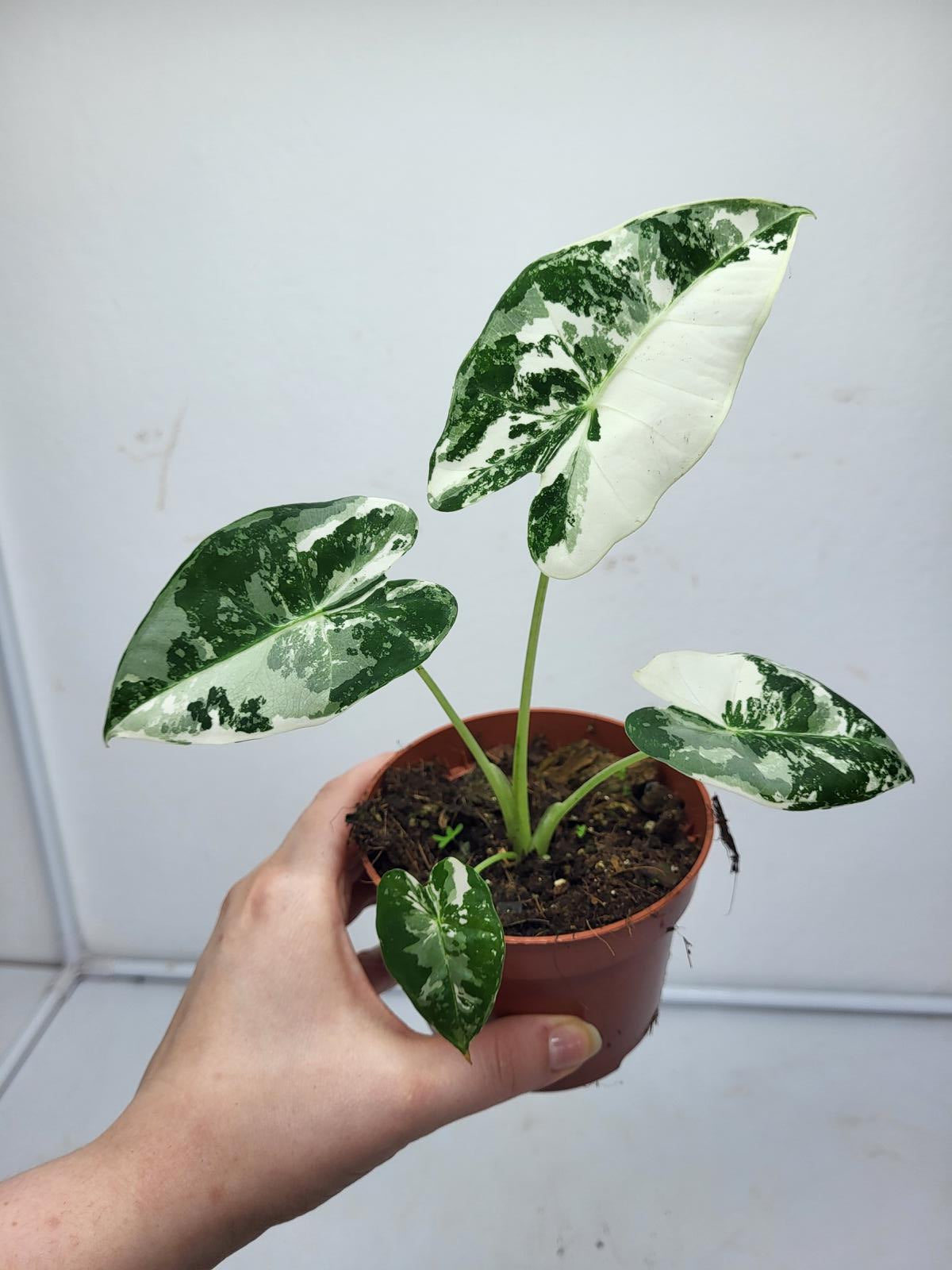 Alocasia Frydek Variegata