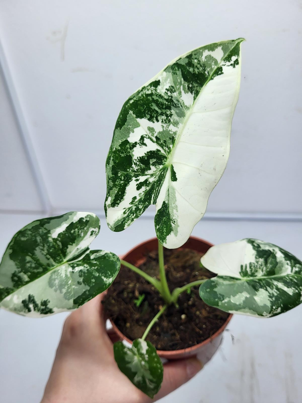 Alocasia Frydek Variegata