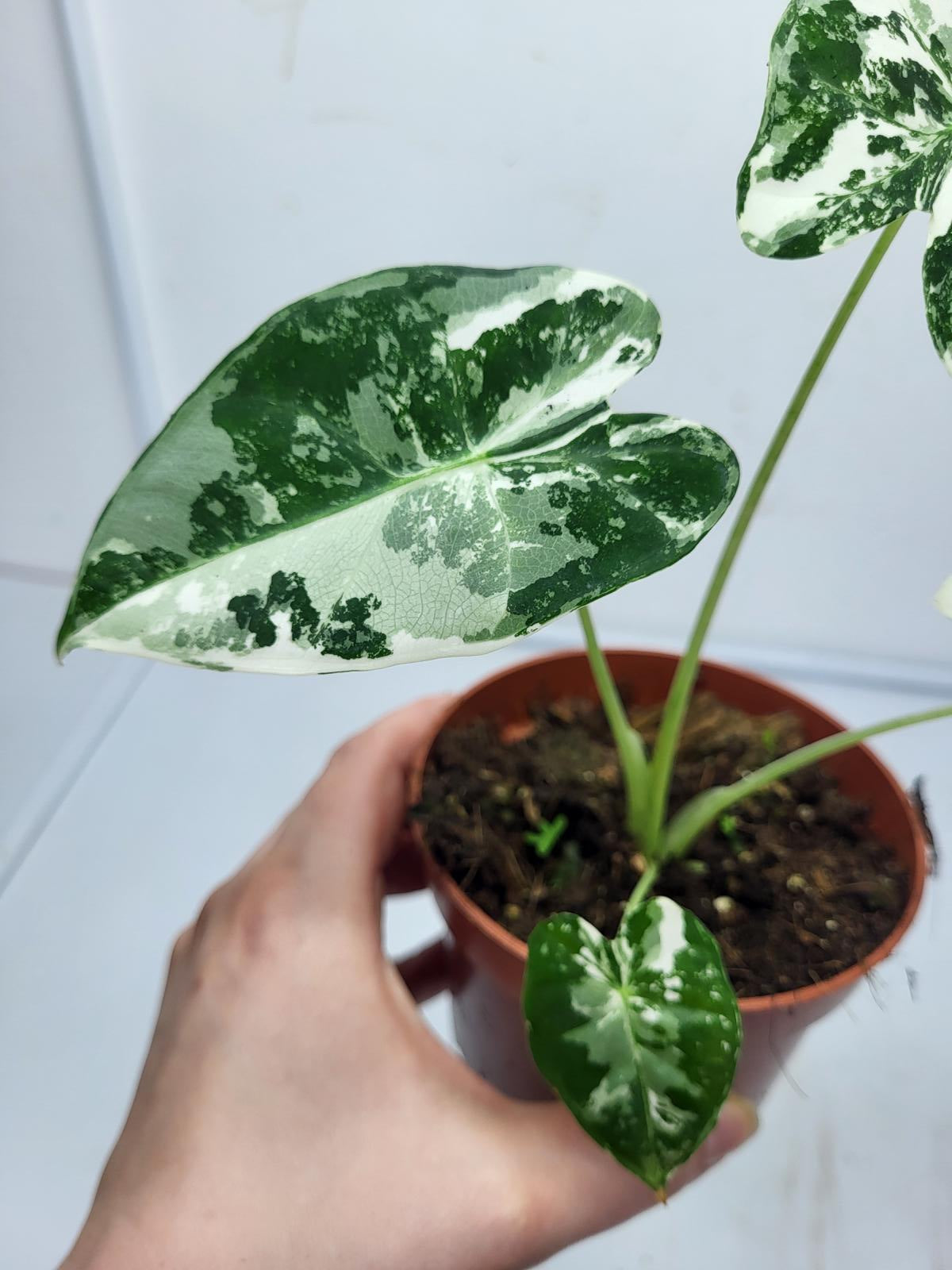 Alocasia Frydek Variegata