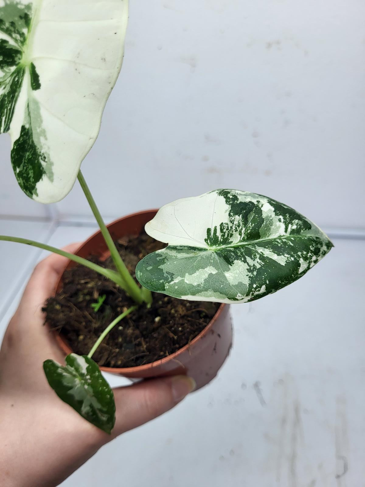 Alocasia Frydek Variegata