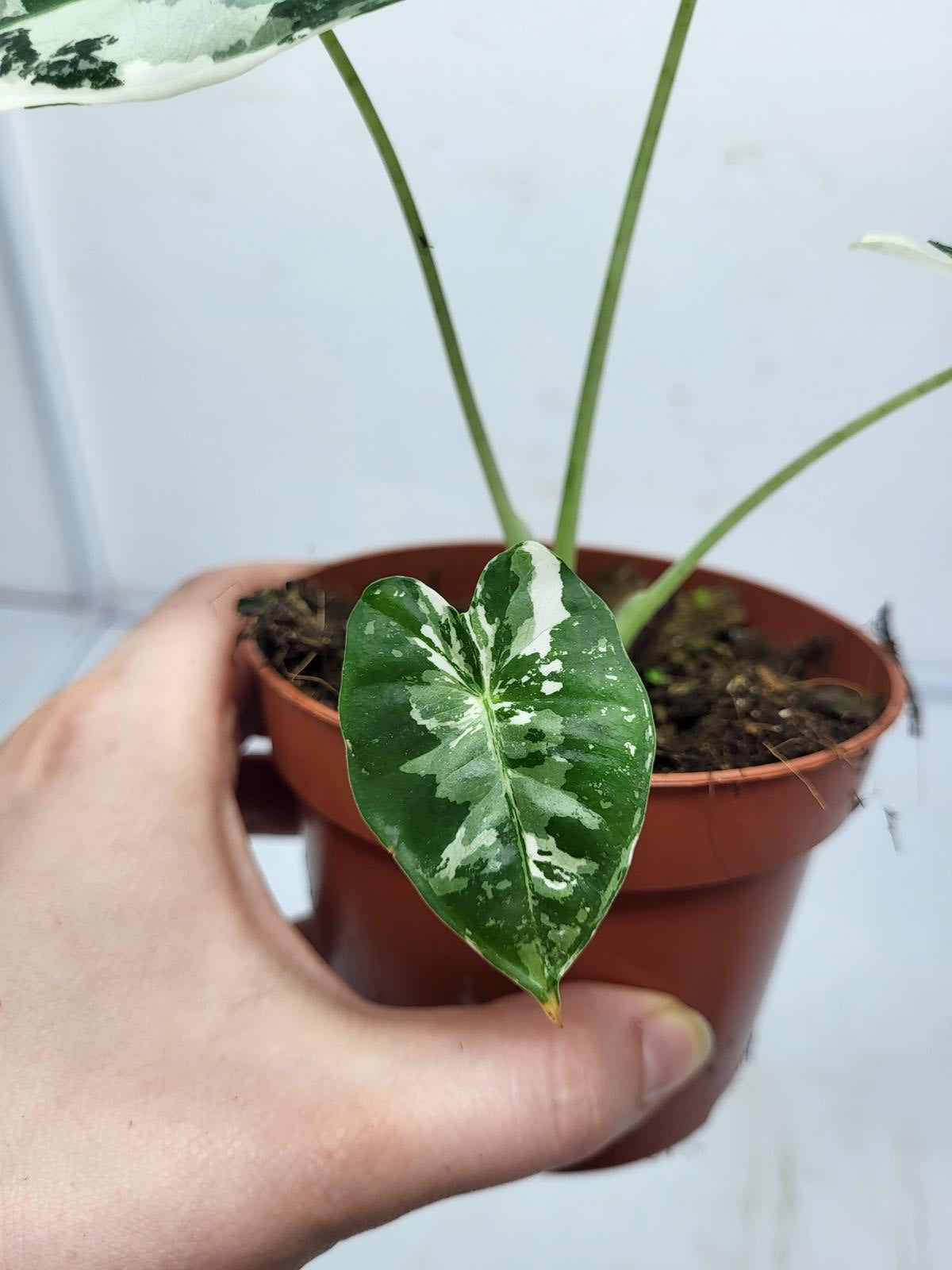 Alocasia Frydek Variegata