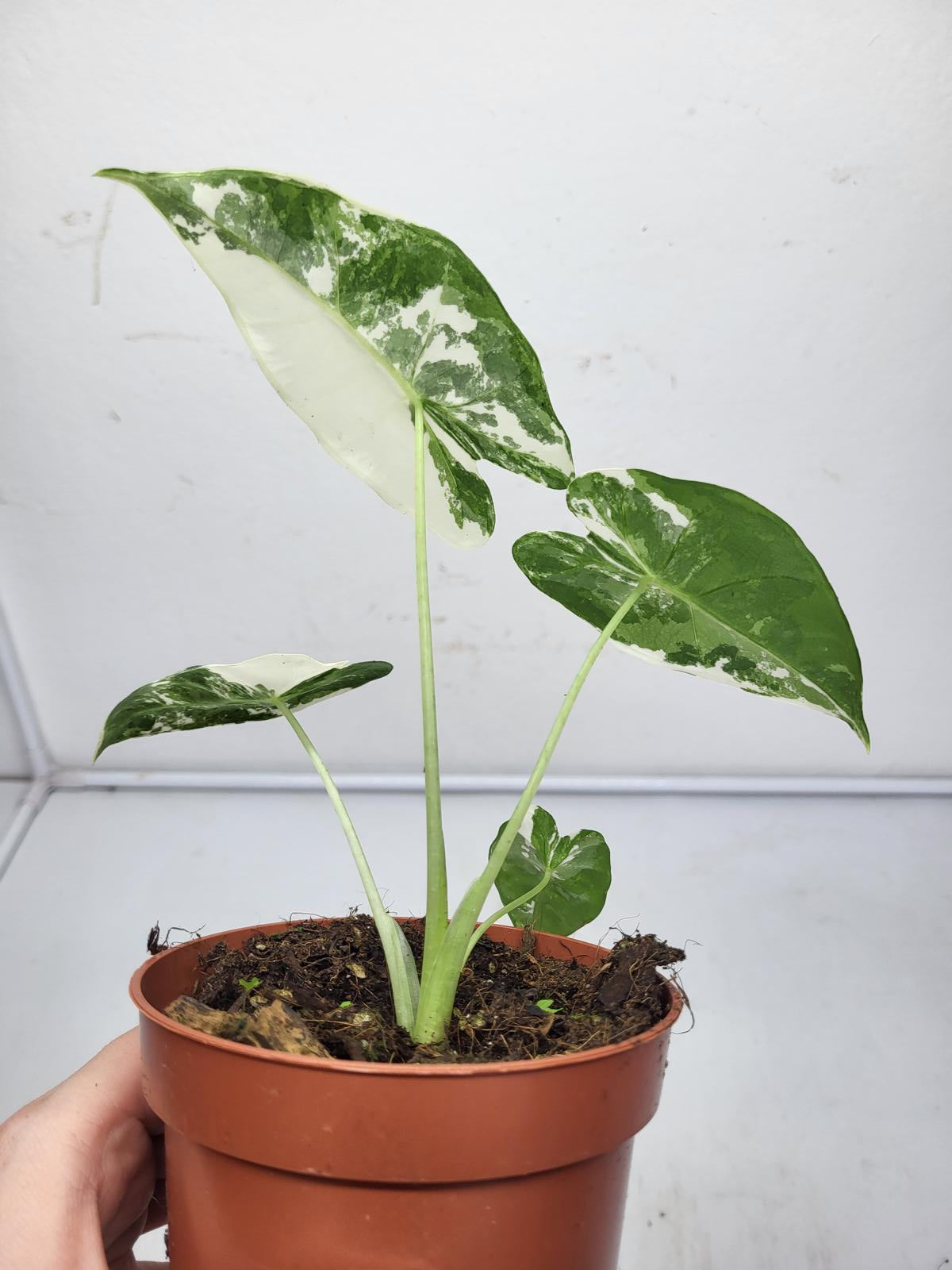 Alocasia Frydek Variegata