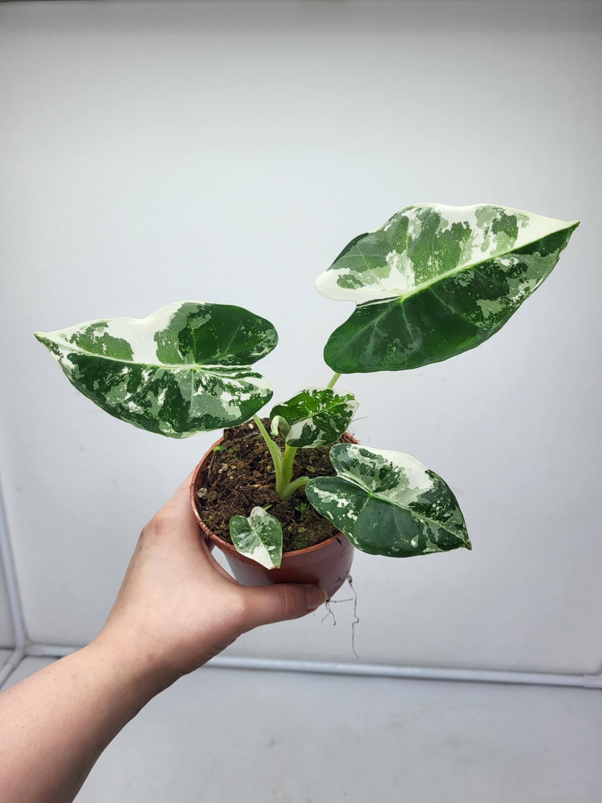 Alocasia Frydek Variegata