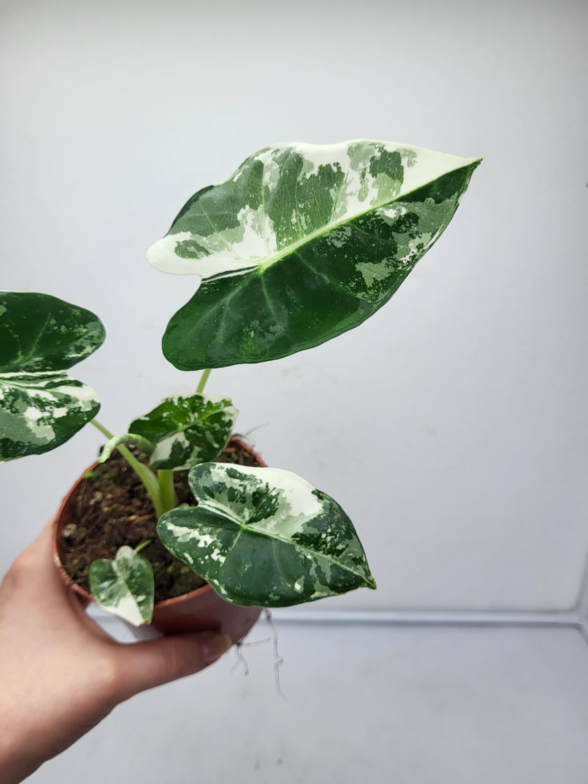 Alocasia Frydek Variegata