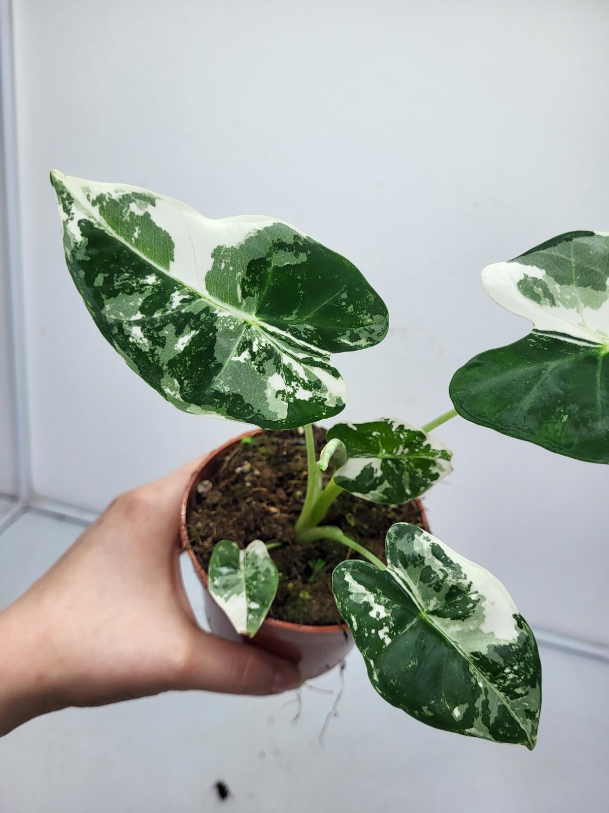 Alocasia Frydek Variegata