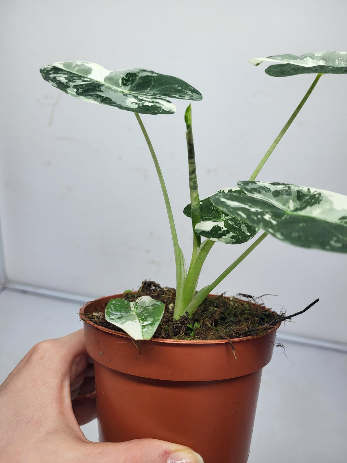 Alocasia Frydek Variegata