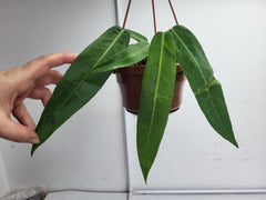 Anthurium Pallidiflorum