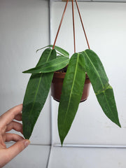 Anthurium Pallidiflorum