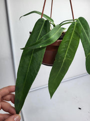 Anthurium Pallidiflorum