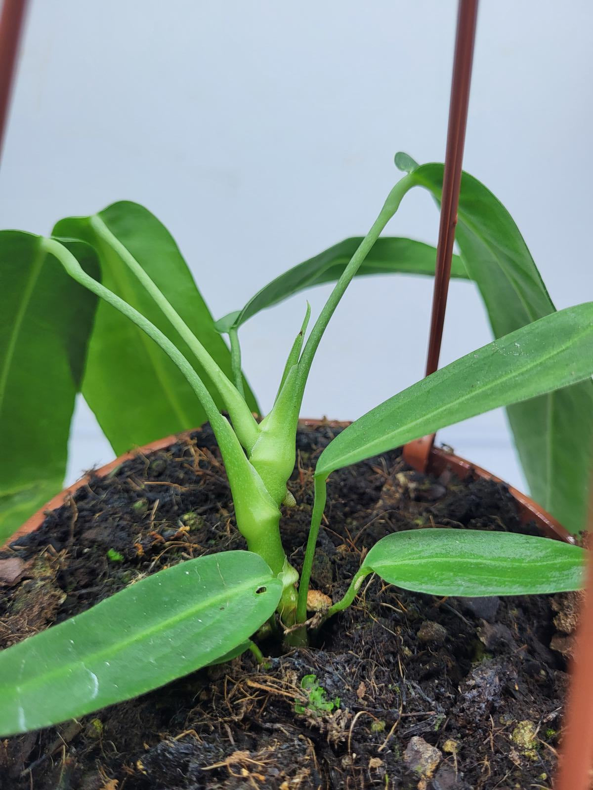 Anthurium Pallidiflorum