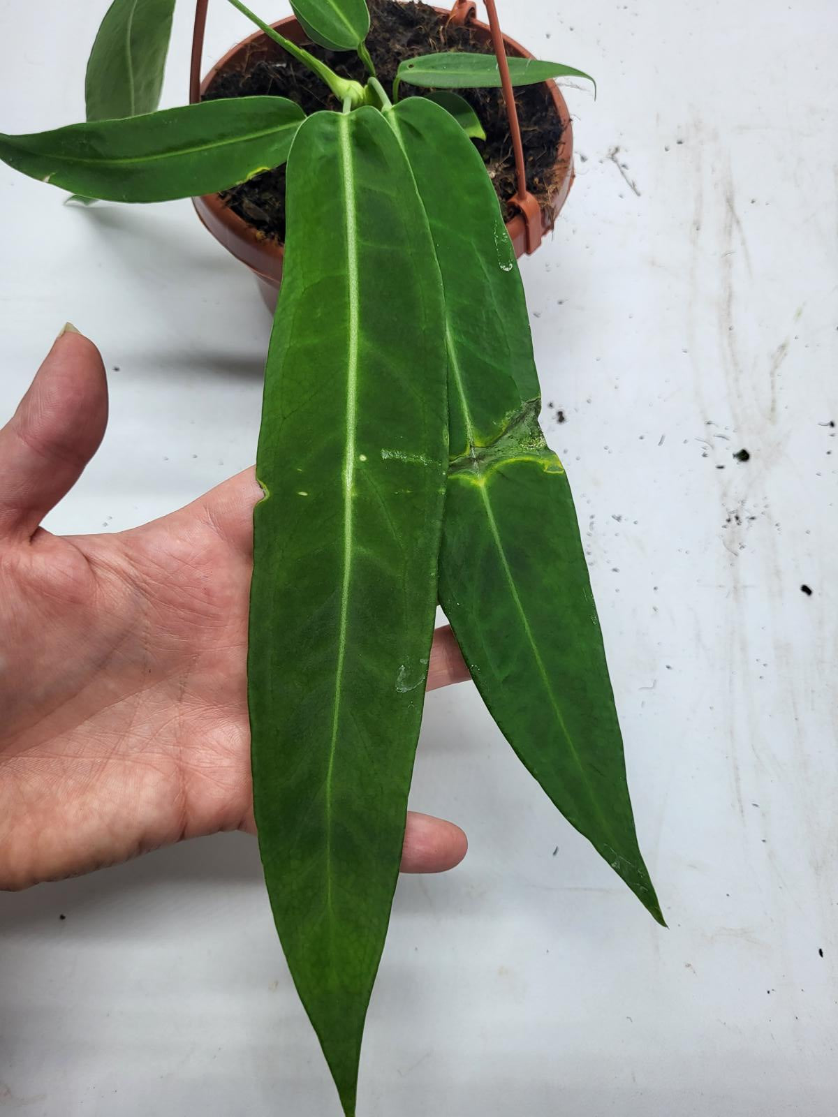 Anthurium Pallidiflorum