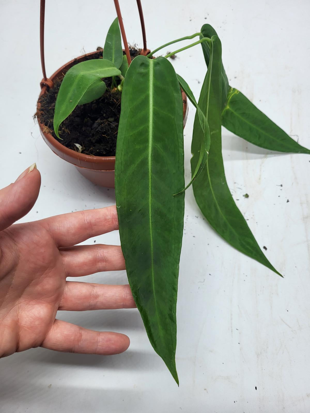 Anthurium Pallidiflorum