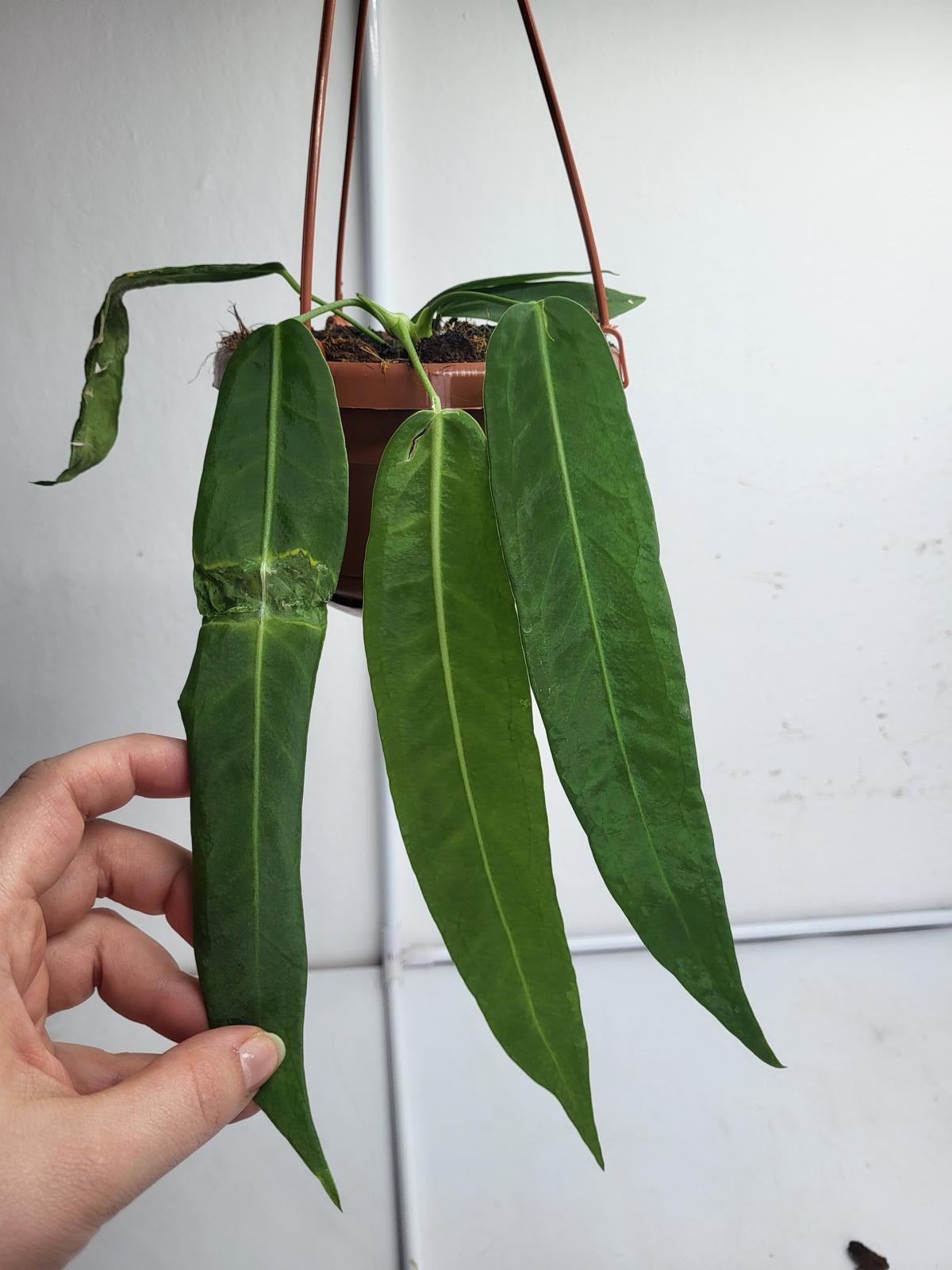 Anthurium Pallidiflorum