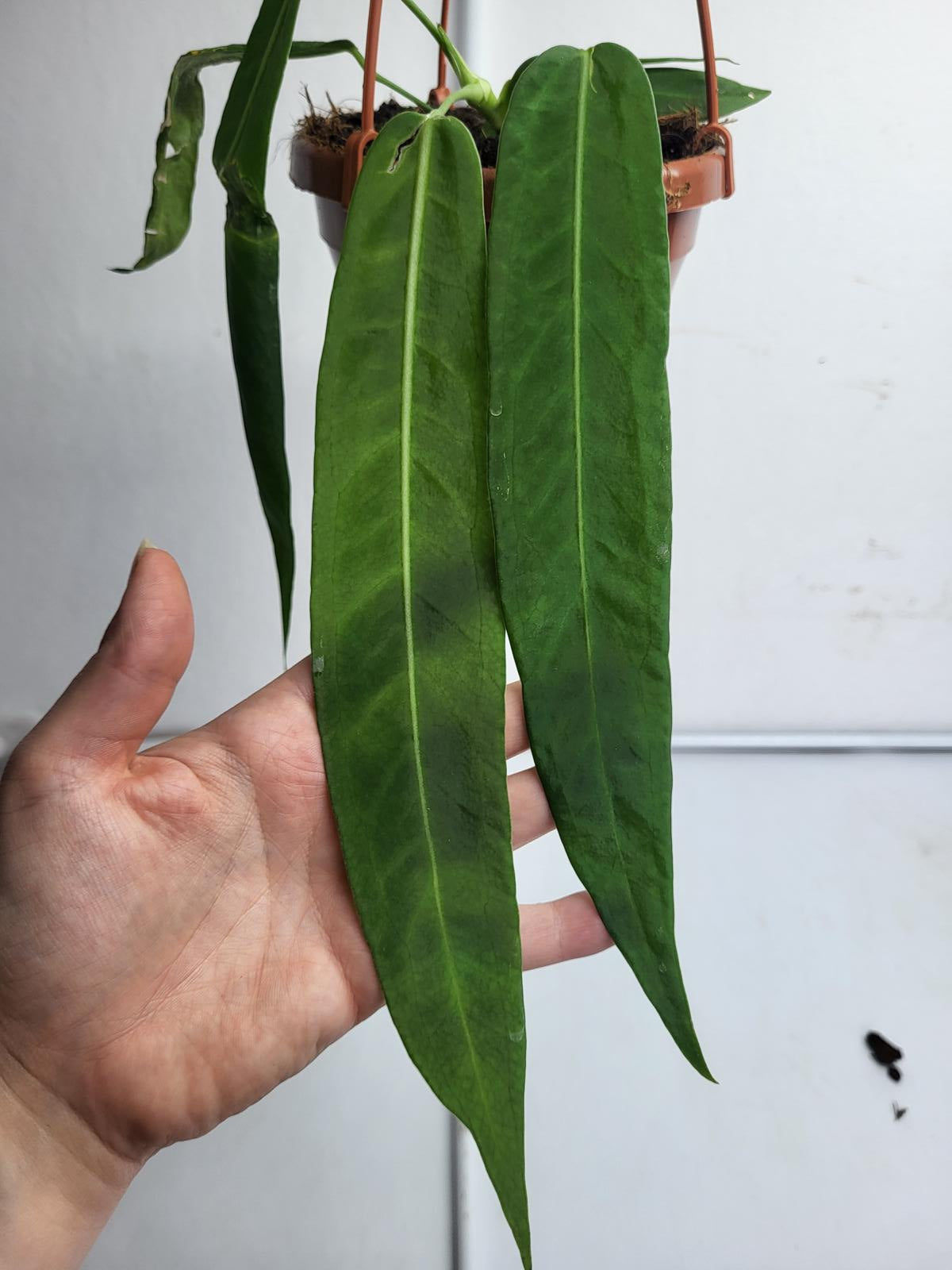 Anthurium Pallidiflorum