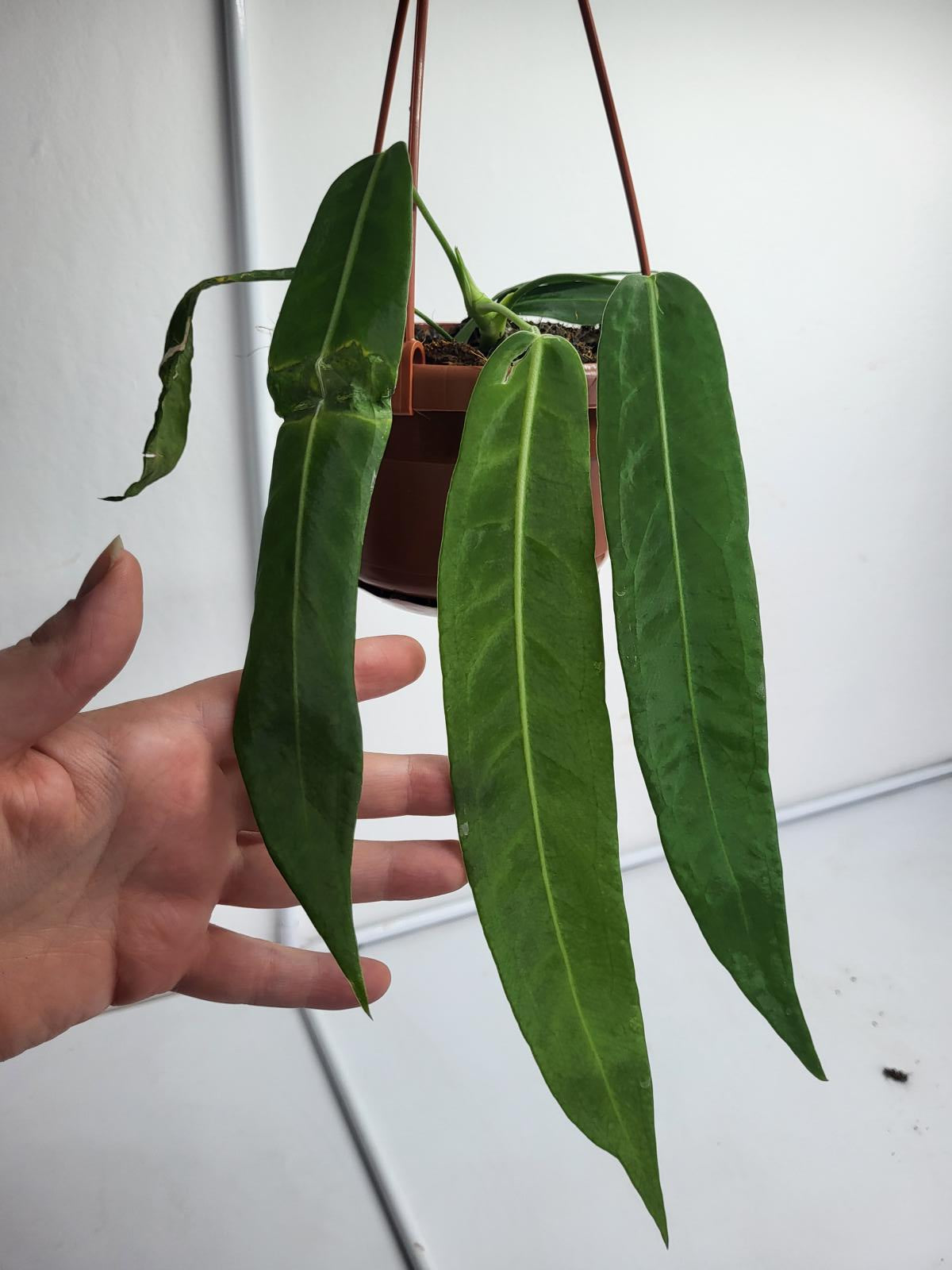 Anthurium Pallidiflorum