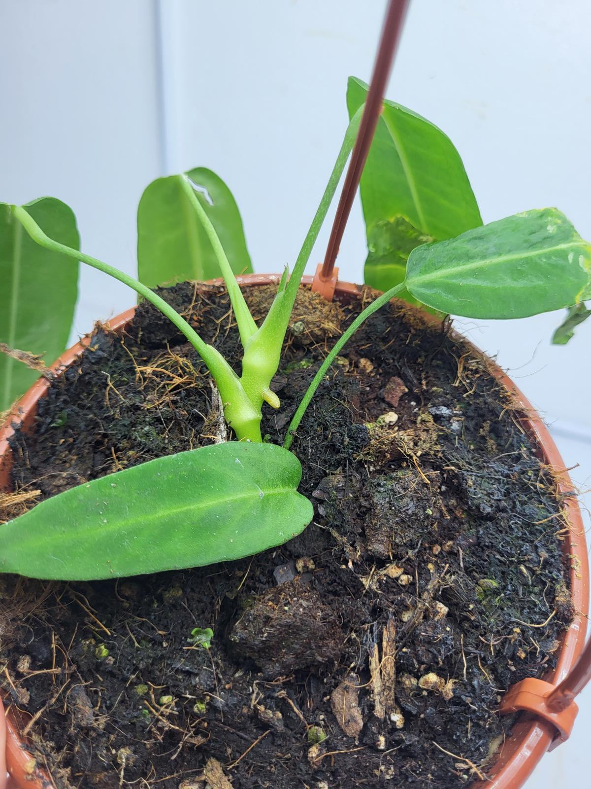 Anthurium Pallidiflorum