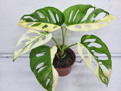 Monstera Adansonii Variegata