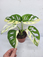 Monstera Adansonii Variegata