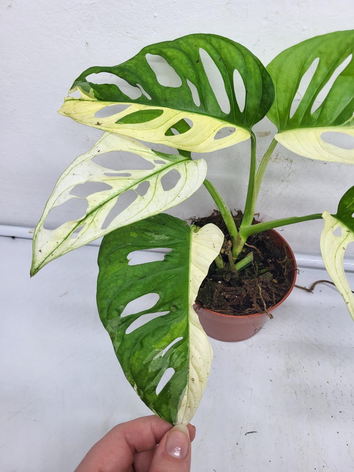 Monstera Adansonii Variegata