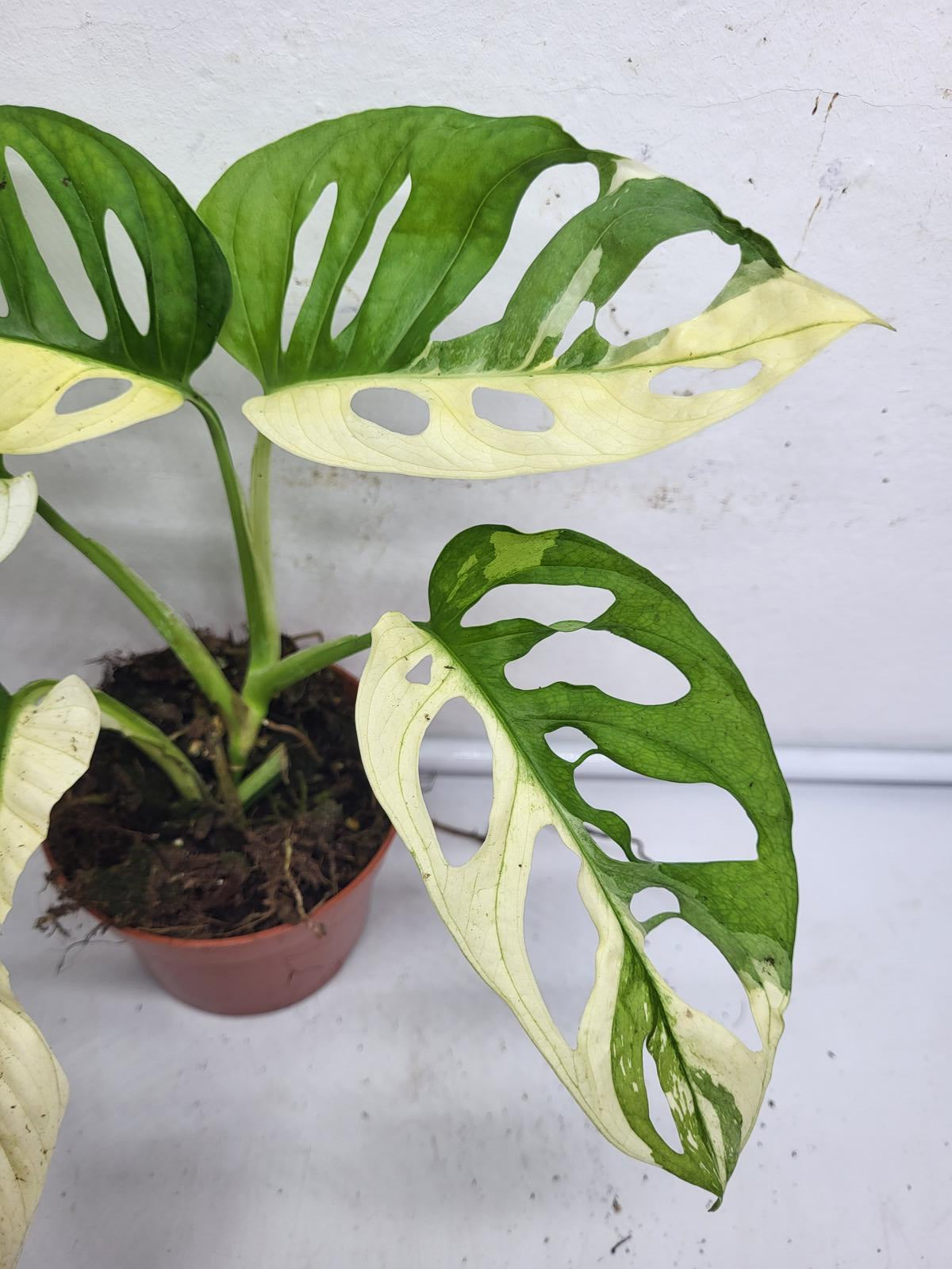 Monstera Adansonii Variegata