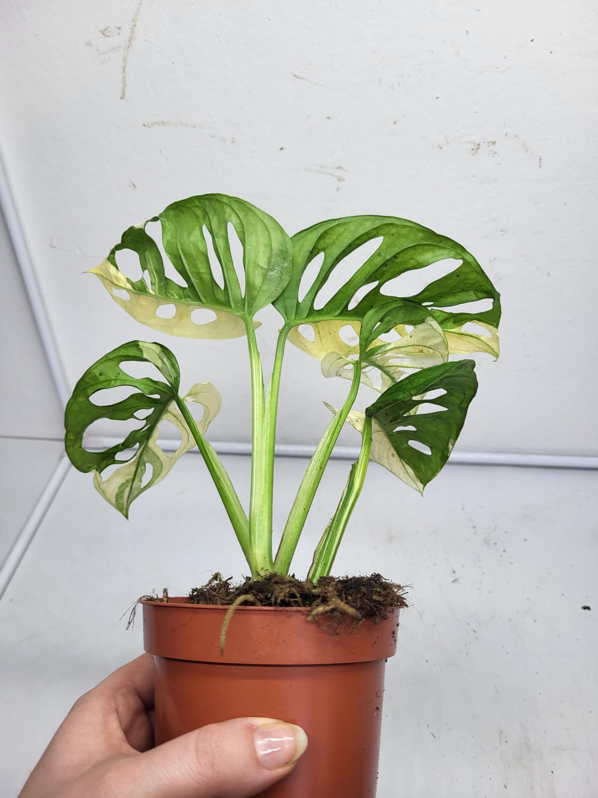 Monstera Adansonii Variegata