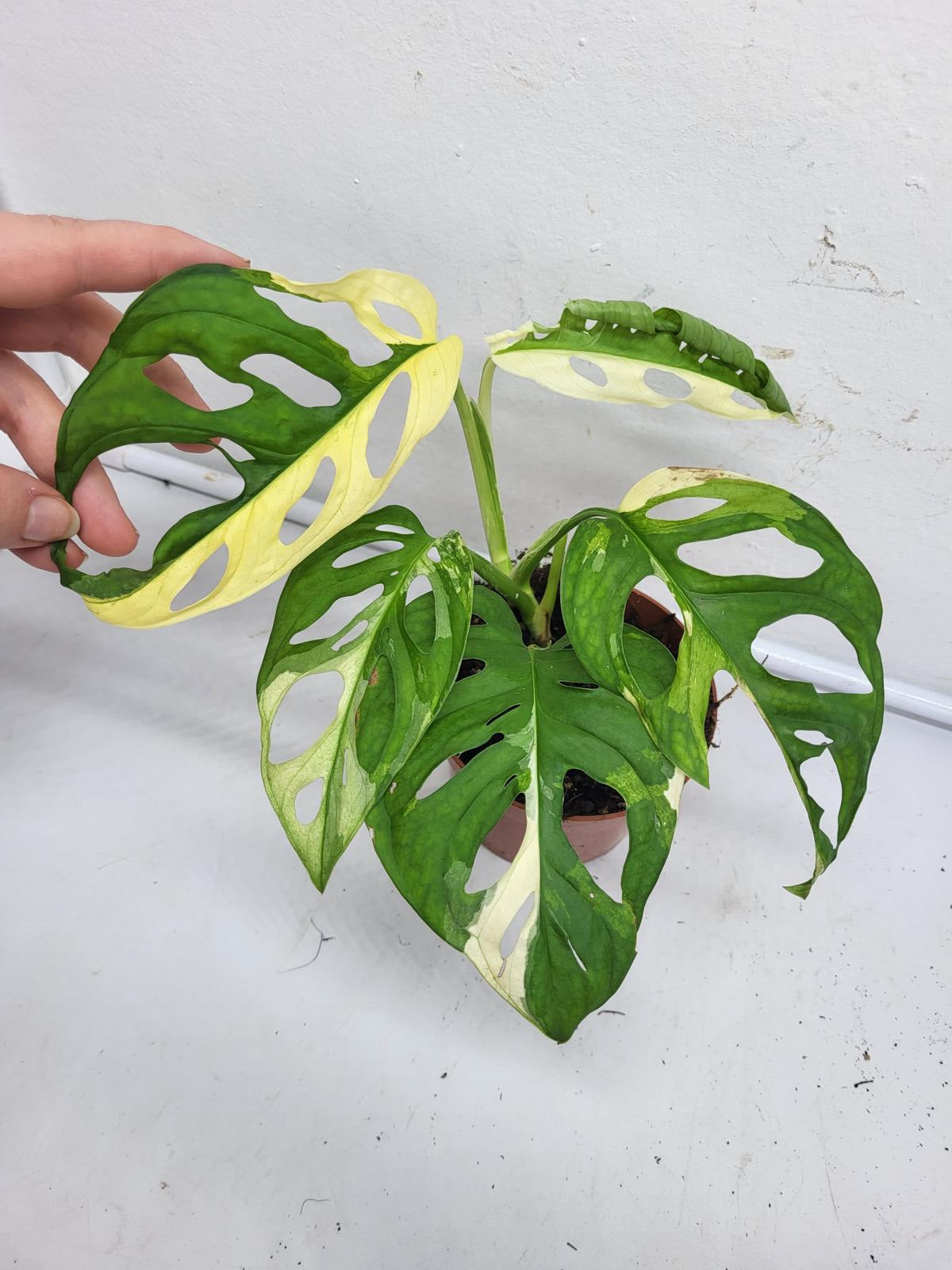 Monstera Adansonii Variegata