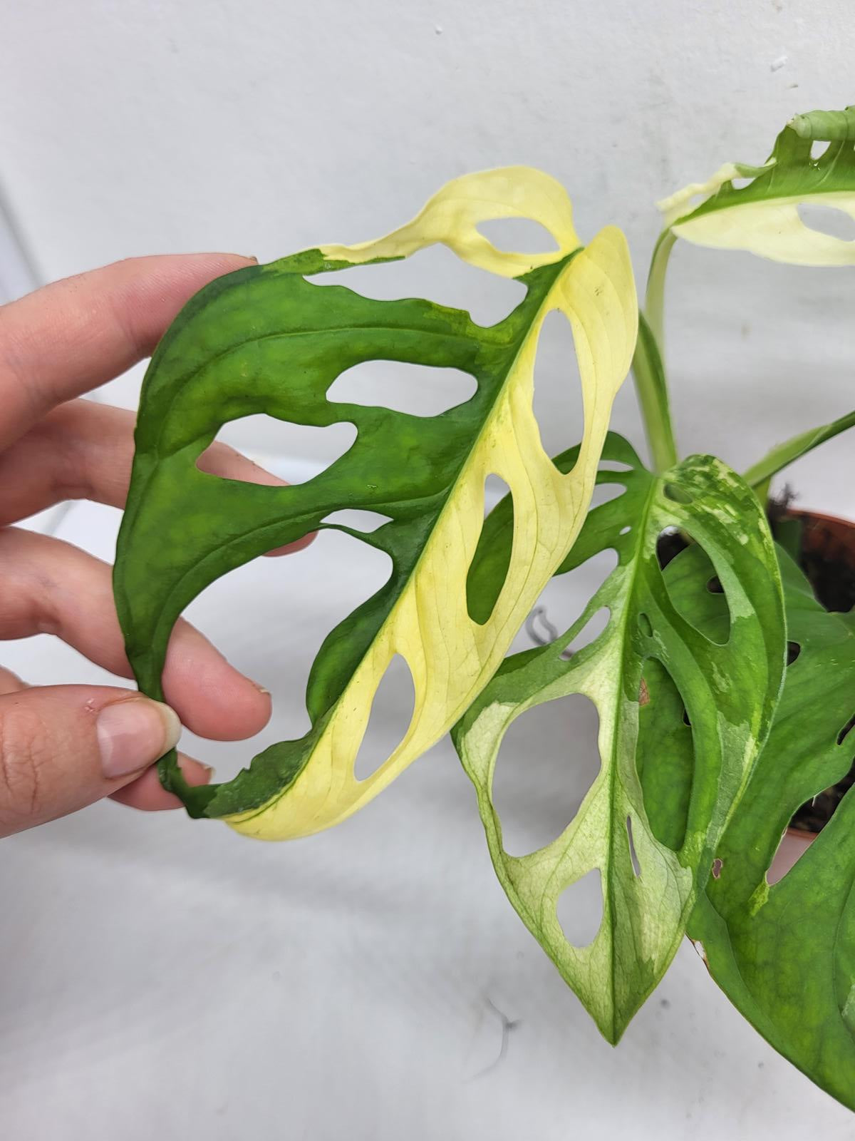 Monstera Adansonii Variegata