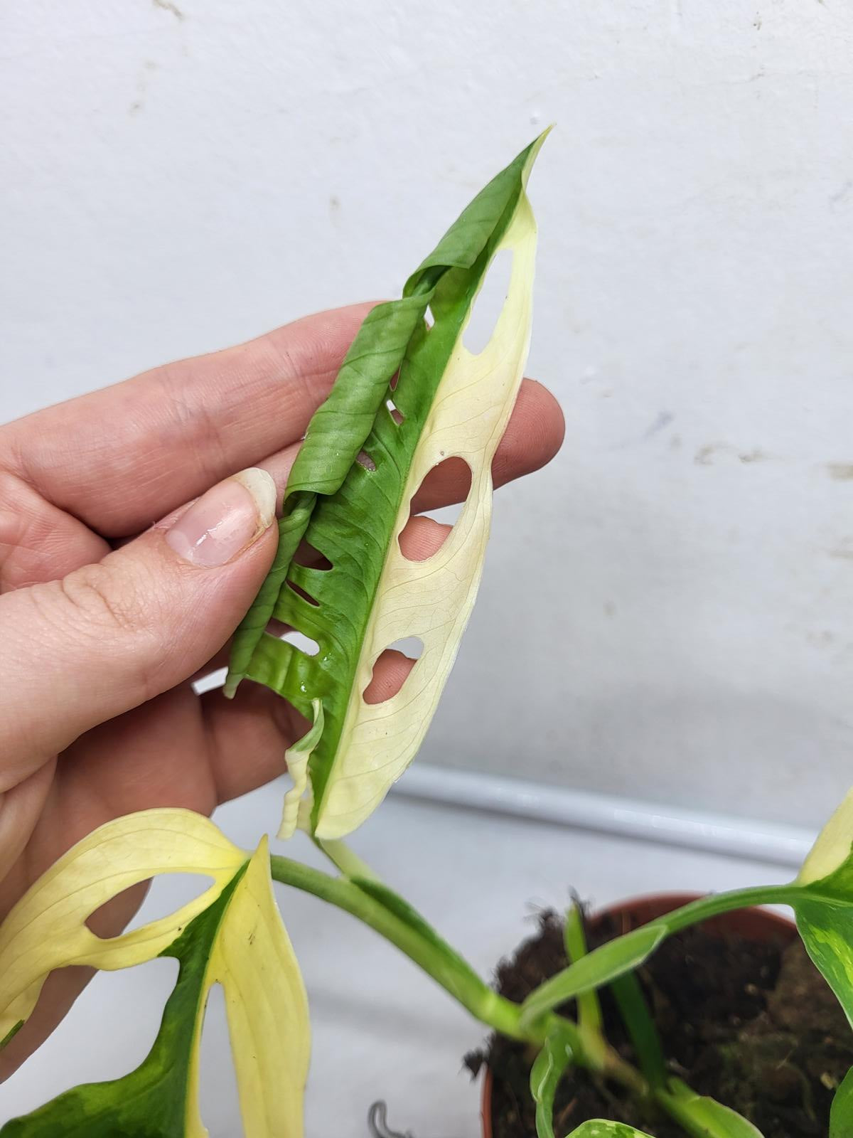 Monstera Adansonii Variegata