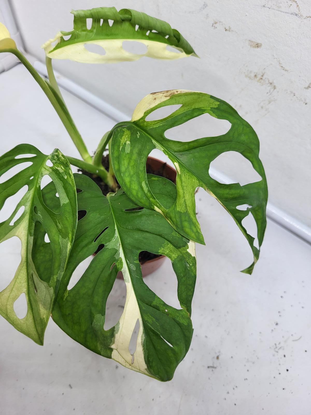 Monstera Adansonii Variegata