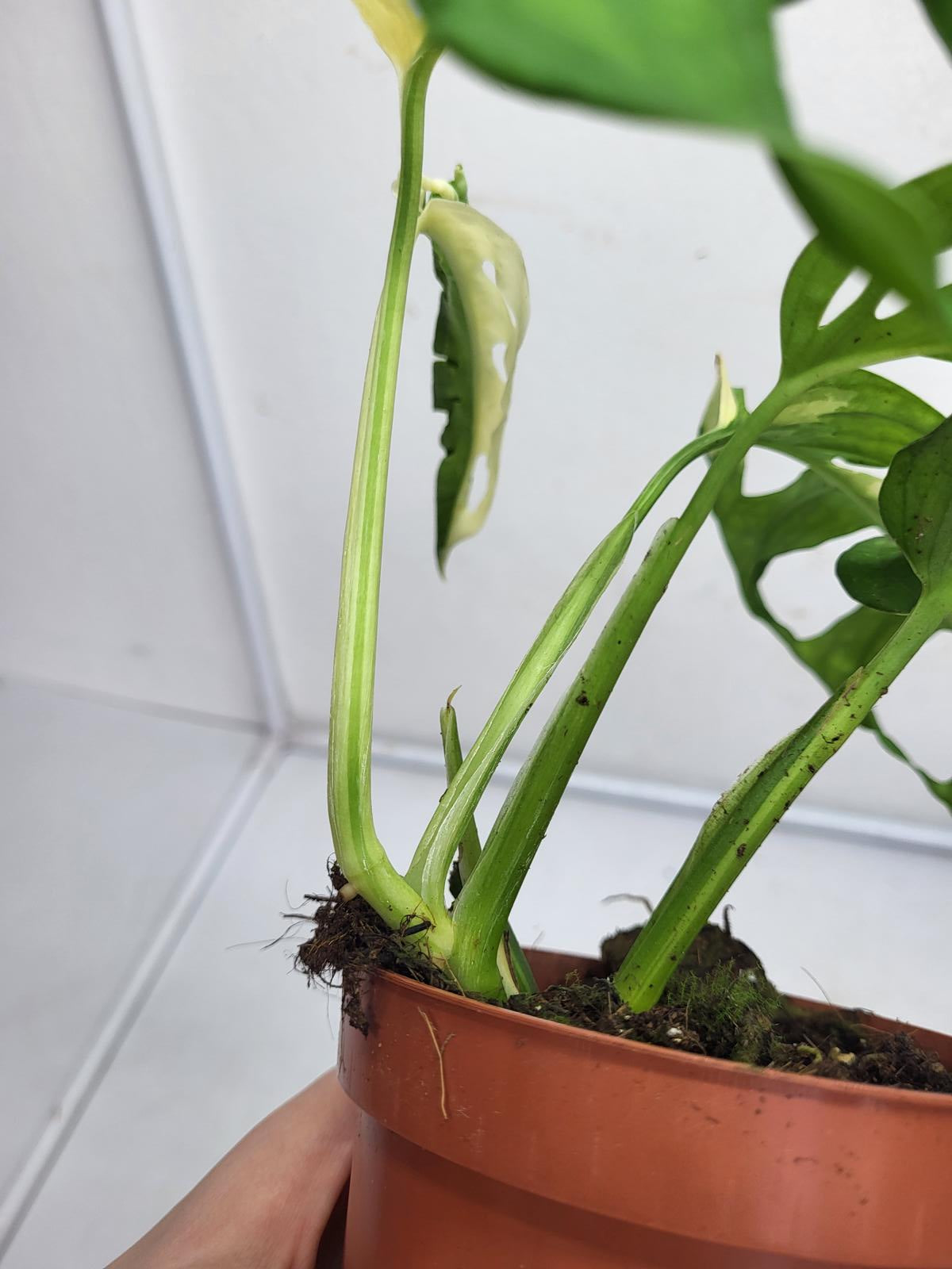 Monstera Adansonii Variegata