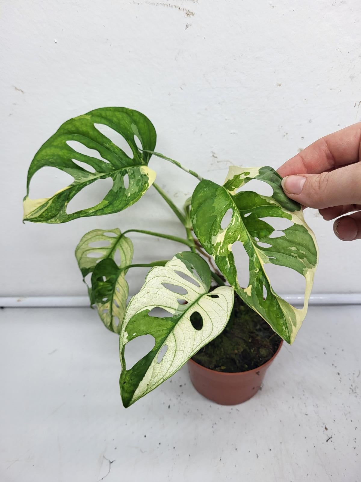 Monstera Adansonii Variegata