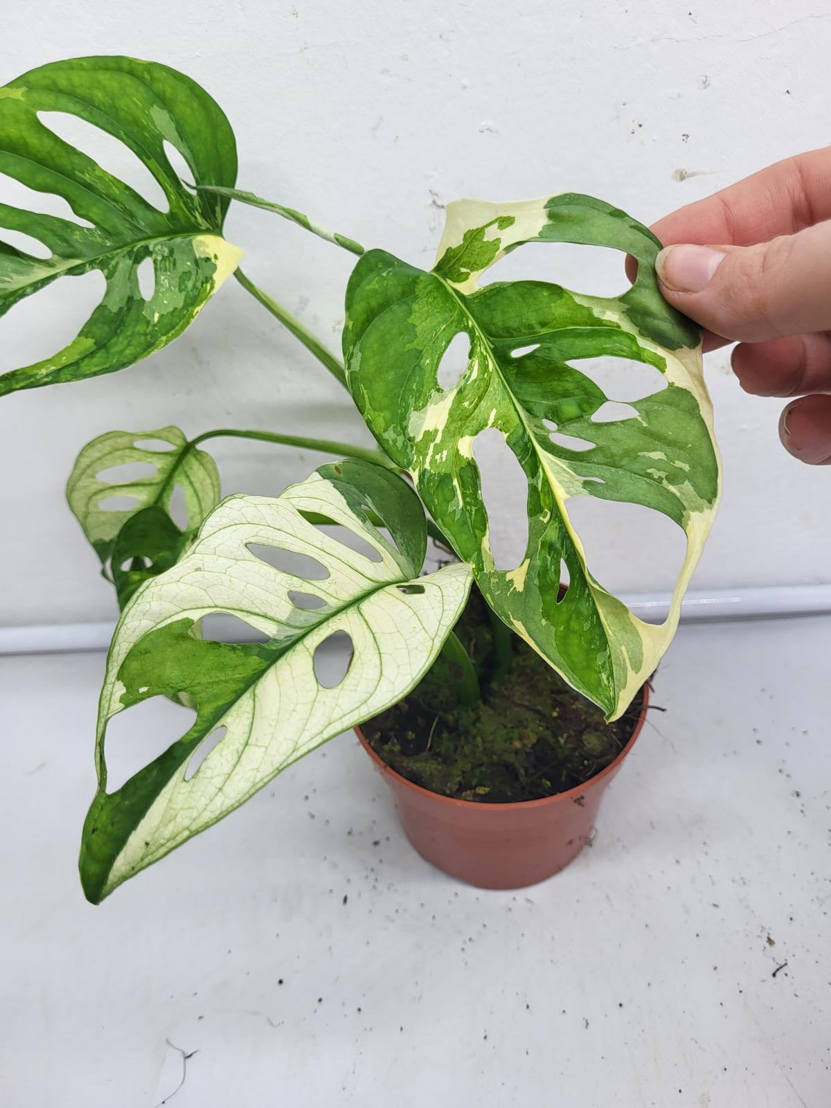 Monstera Adansonii Variegata